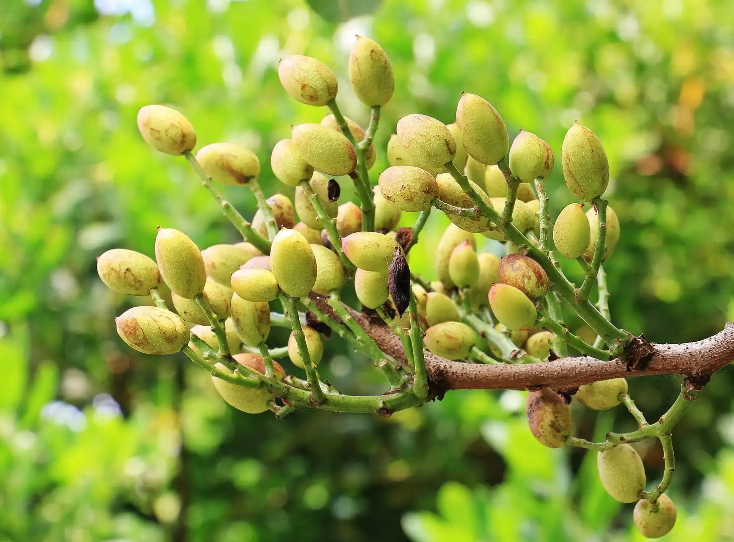 aflatoxin, ár, betakarítás, csonthéjas, dió, egészség, érdekes tények, érdekességek, gyümölcs, növény, pisztácia, szüretelés, táplálkozás, termesztés, történelem, veszélyek